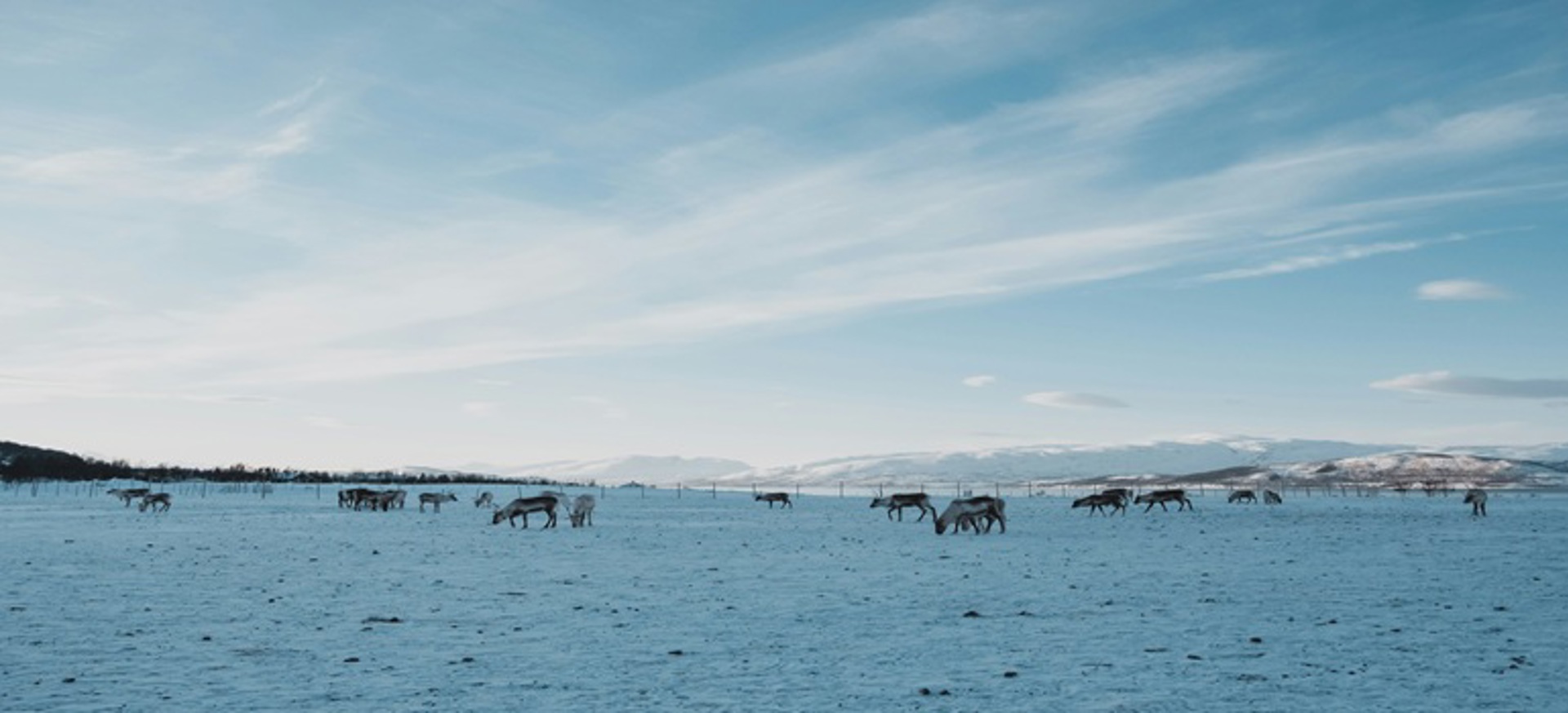 Reindrift Bilde Febiyan On Unsplash Reindrift Bilde Febiyan On Unsplash