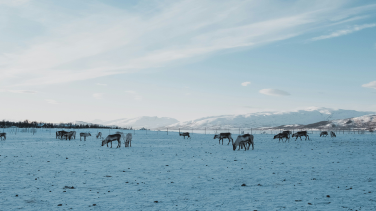 Reindrift Bilde Febiyan On Unsplash Reindrift Bilde Febiyan On Unsplash