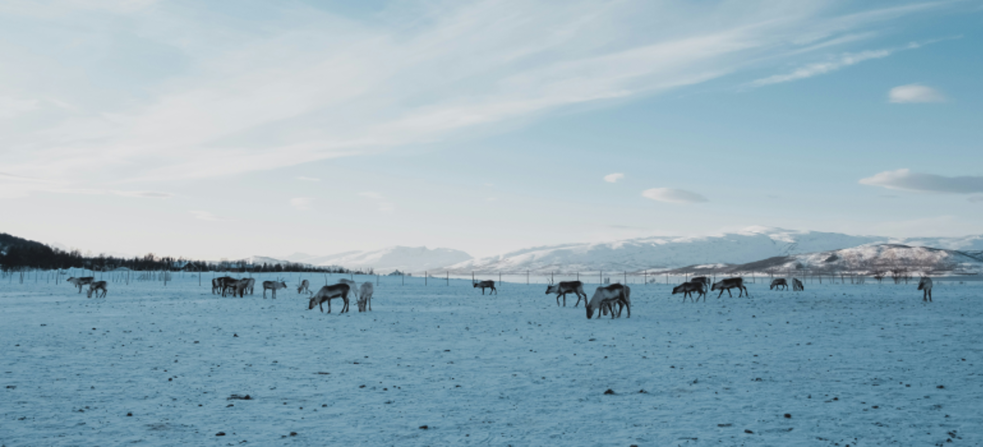 Reindrift Bilde Febiyan On Unsplash Reindrift Bilde Febiyan On Unsplash